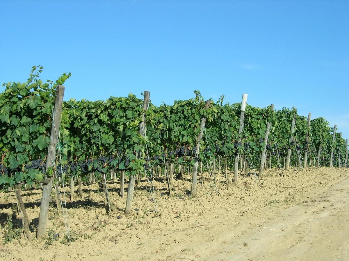 Agriturismo Poggiarellino - Montalcino Kültér fotó