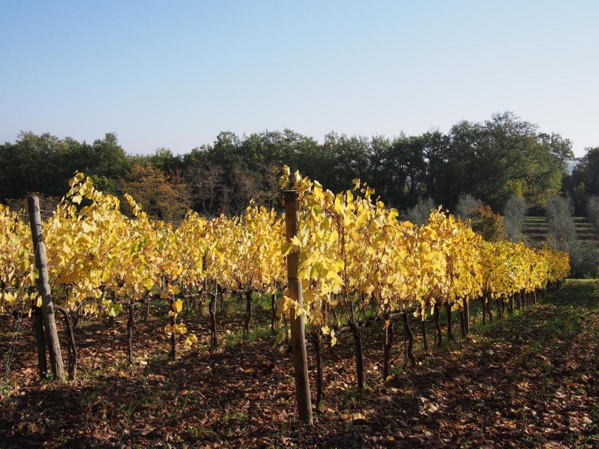 Agriturismo Poggiarellino - Montalcino Kültér fotó
